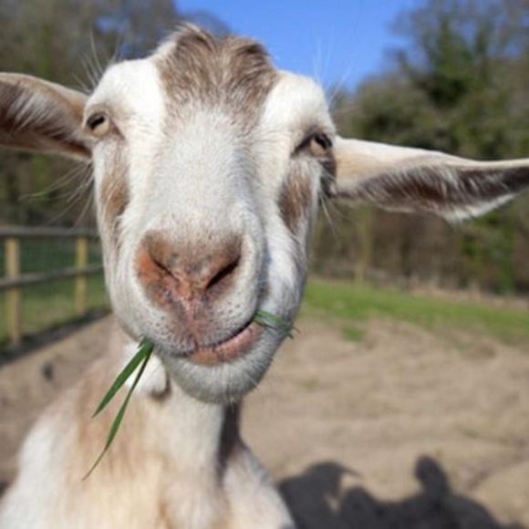 Meet your Posher,  Cast Away - Picture 8 of 8